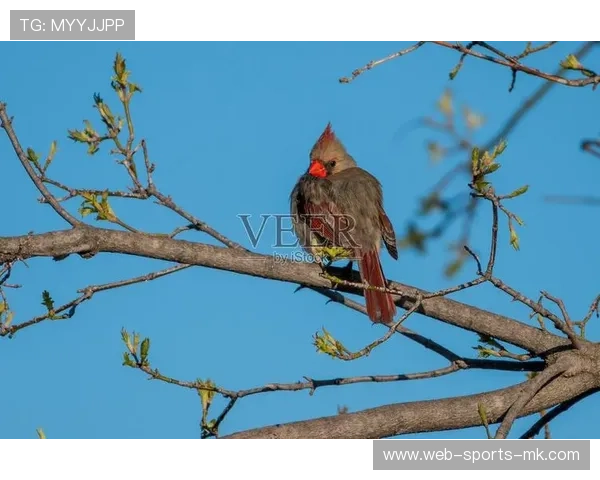 红雀又掉链子，主帅表情说明一切，红雀怎么样